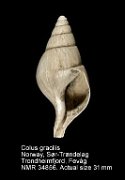 Colus gracilis (11)